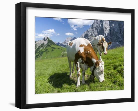 Grazing Cattle, Tyrol, Austria-Martin Zwick-Framed Premium Photographic Print