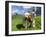 Grazing Cattle, Tyrol, Austria-Martin Zwick-Framed Premium Photographic Print