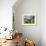 Grazing Cattle, Tyrol, Austria-Martin Zwick-Framed Premium Photographic Print displayed on a wall