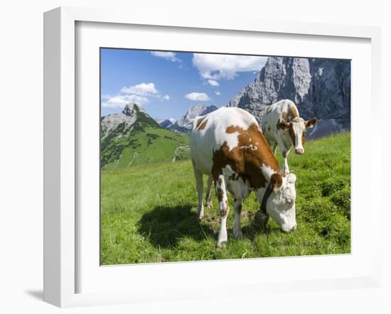 Grazing Cattle, Tyrol, Austria-Martin Zwick-Framed Premium Photographic Print