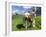 Grazing Cattle, Tyrol, Austria-Martin Zwick-Framed Premium Photographic Print