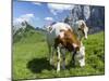 Grazing Cattle, Tyrol, Austria-Martin Zwick-Mounted Premium Photographic Print