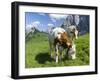 Grazing Cattle, Tyrol, Austria-Martin Zwick-Framed Photographic Print