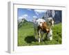 Grazing Cattle, Tyrol, Austria-Martin Zwick-Framed Photographic Print