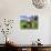 Grazing Cattle, Tyrol, Austria-Martin Zwick-Photographic Print displayed on a wall