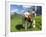 Grazing Cattle, Tyrol, Austria-Martin Zwick-Framed Photographic Print