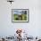 Grazing Cattle, Tyrol, Austria-Martin Zwick-Framed Photographic Print displayed on a wall