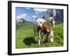 Grazing Cattle, Tyrol, Austria-Martin Zwick-Framed Photographic Print