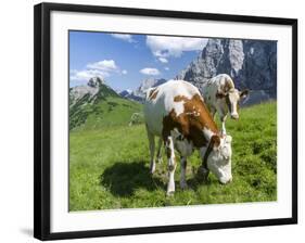 Grazing Cattle, Tyrol, Austria-Martin Zwick-Framed Photographic Print