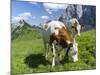 Grazing Cattle, Tyrol, Austria-Martin Zwick-Mounted Photographic Print