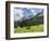 Grazing Cattle, Tyrol, Austria-Martin Zwick-Framed Photographic Print