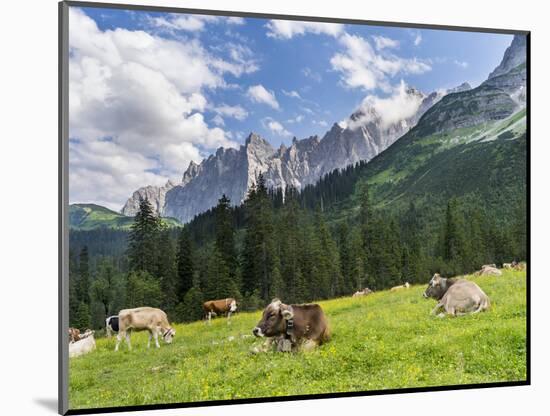 Grazing Cattle, Tyrol, Austria-Martin Zwick-Mounted Photographic Print