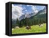 Grazing Cattle, Tyrol, Austria-Martin Zwick-Framed Stretched Canvas