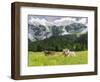 Grazing Cattle, Tyrol, Austria-Martin Zwick-Framed Photographic Print