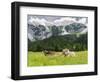 Grazing Cattle, Tyrol, Austria-Martin Zwick-Framed Photographic Print