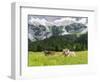 Grazing Cattle, Tyrol, Austria-Martin Zwick-Framed Photographic Print