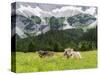 Grazing Cattle, Tyrol, Austria-Martin Zwick-Stretched Canvas