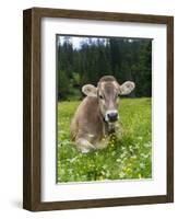 Grazing Cattle, Tyrol, Austria-Martin Zwick-Framed Photographic Print