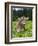 Grazing Cattle, Tyrol, Austria-Martin Zwick-Framed Photographic Print