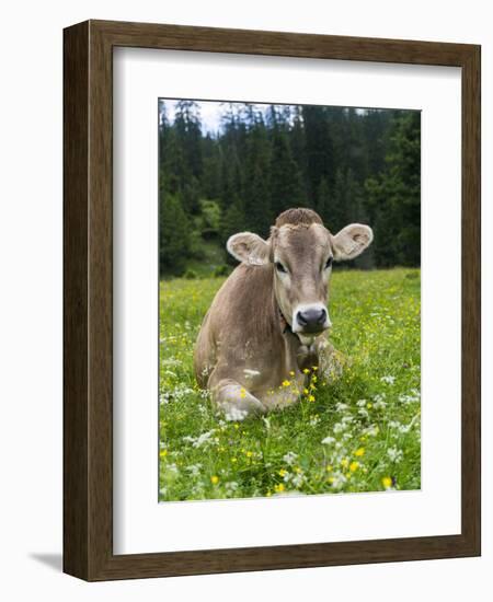 Grazing Cattle, Tyrol, Austria-Martin Zwick-Framed Photographic Print