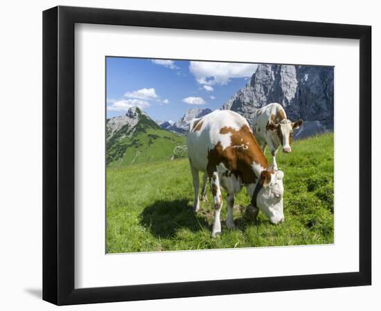 Grazing Cattle, Tyrol, Austria-Martin Zwick-Framed Photographic Print