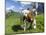 Grazing Cattle, Tyrol, Austria-Martin Zwick-Mounted Photographic Print