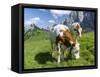 Grazing Cattle, Tyrol, Austria-Martin Zwick-Framed Stretched Canvas