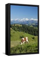 Grazing Cows, Emmental Valley and Swiss Alps in the Background, Berner Oberland, Switzerland-Jon Arnold-Framed Stretched Canvas