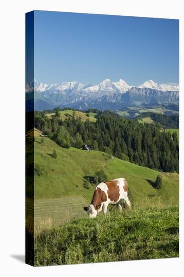 Grazing Cows, Emmental Valley and Swiss Alps in the Background, Berner Oberland, Switzerland-Jon Arnold-Stretched Canvas