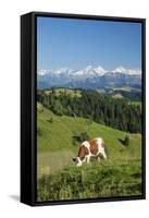 Grazing Cows, Emmental Valley and Swiss Alps in the Background, Berner Oberland, Switzerland-Jon Arnold-Framed Stretched Canvas