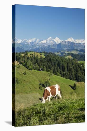 Grazing Cows, Emmental Valley and Swiss Alps in the Background, Berner Oberland, Switzerland-Jon Arnold-Stretched Canvas
