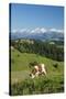 Grazing Cows, Emmental Valley and Swiss Alps in the Background, Berner Oberland, Switzerland-Jon Arnold-Stretched Canvas