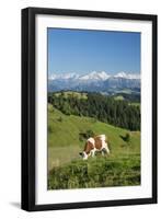 Grazing Cows, Emmental Valley and Swiss Alps in the Background, Berner Oberland, Switzerland-Jon Arnold-Framed Photographic Print