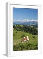 Grazing Cows, Emmental Valley and Swiss Alps in the Background, Berner Oberland, Switzerland-Jon Arnold-Framed Photographic Print