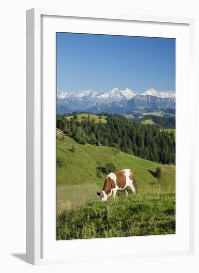 Grazing Cows, Emmental Valley and Swiss Alps in the Background, Berner Oberland, Switzerland-Jon Arnold-Framed Photographic Print