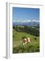 Grazing Cows, Emmental Valley and Swiss Alps in the Background, Berner Oberland, Switzerland-Jon Arnold-Framed Photographic Print