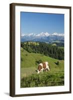 Grazing Cows, Emmental Valley and Swiss Alps in the Background, Berner Oberland, Switzerland-Jon Arnold-Framed Photographic Print