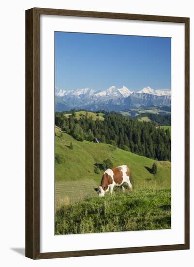 Grazing Cows, Emmental Valley and Swiss Alps in the Background, Berner Oberland, Switzerland-Jon Arnold-Framed Photographic Print