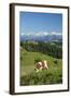 Grazing Cows, Emmental Valley and Swiss Alps in the Background, Berner Oberland, Switzerland-Jon Arnold-Framed Photographic Print