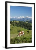 Grazing Cows, Emmental Valley and Swiss Alps in the Background, Berner Oberland, Switzerland-Jon Arnold-Framed Photographic Print