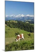 Grazing Cows, Emmental Valley and Swiss Alps in the Background, Berner Oberland, Switzerland-Jon Arnold-Mounted Photographic Print