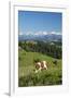 Grazing Cows, Emmental Valley and Swiss Alps in the Background, Berner Oberland, Switzerland-Jon Arnold-Framed Photographic Print