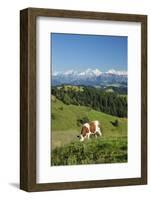 Grazing Cows, Emmental Valley and Swiss Alps in the Background, Berner Oberland, Switzerland-Jon Arnold-Framed Photographic Print