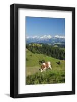 Grazing Cows, Emmental Valley and Swiss Alps in the Background, Berner Oberland, Switzerland-Jon Arnold-Framed Photographic Print