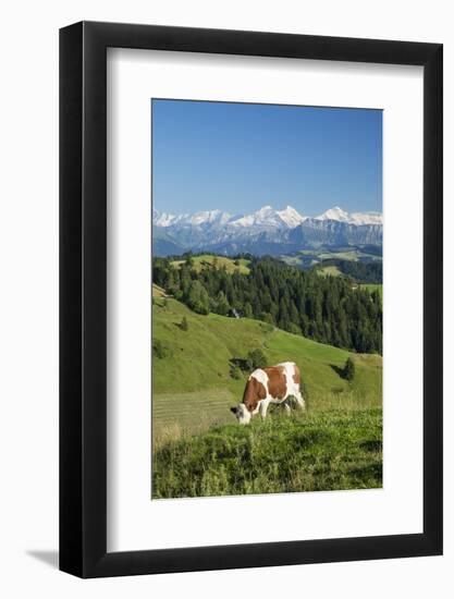 Grazing Cows, Emmental Valley and Swiss Alps in the Background, Berner Oberland, Switzerland-Jon Arnold-Framed Photographic Print