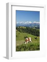 Grazing Cows, Emmental Valley and Swiss Alps in the Background, Berner Oberland, Switzerland-Jon Arnold-Framed Photographic Print