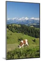 Grazing Cows, Emmental Valley and Swiss Alps in the Background, Berner Oberland, Switzerland-Jon Arnold-Mounted Photographic Print