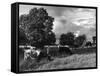 Grazing Cows-null-Framed Stretched Canvas