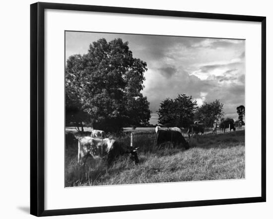 Grazing Cows-null-Framed Photographic Print