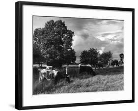 Grazing Cows-null-Framed Photographic Print